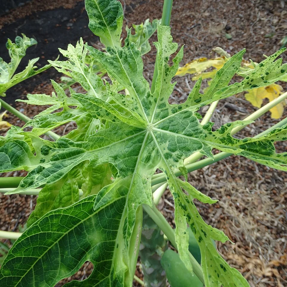 Papaya ringspot virus