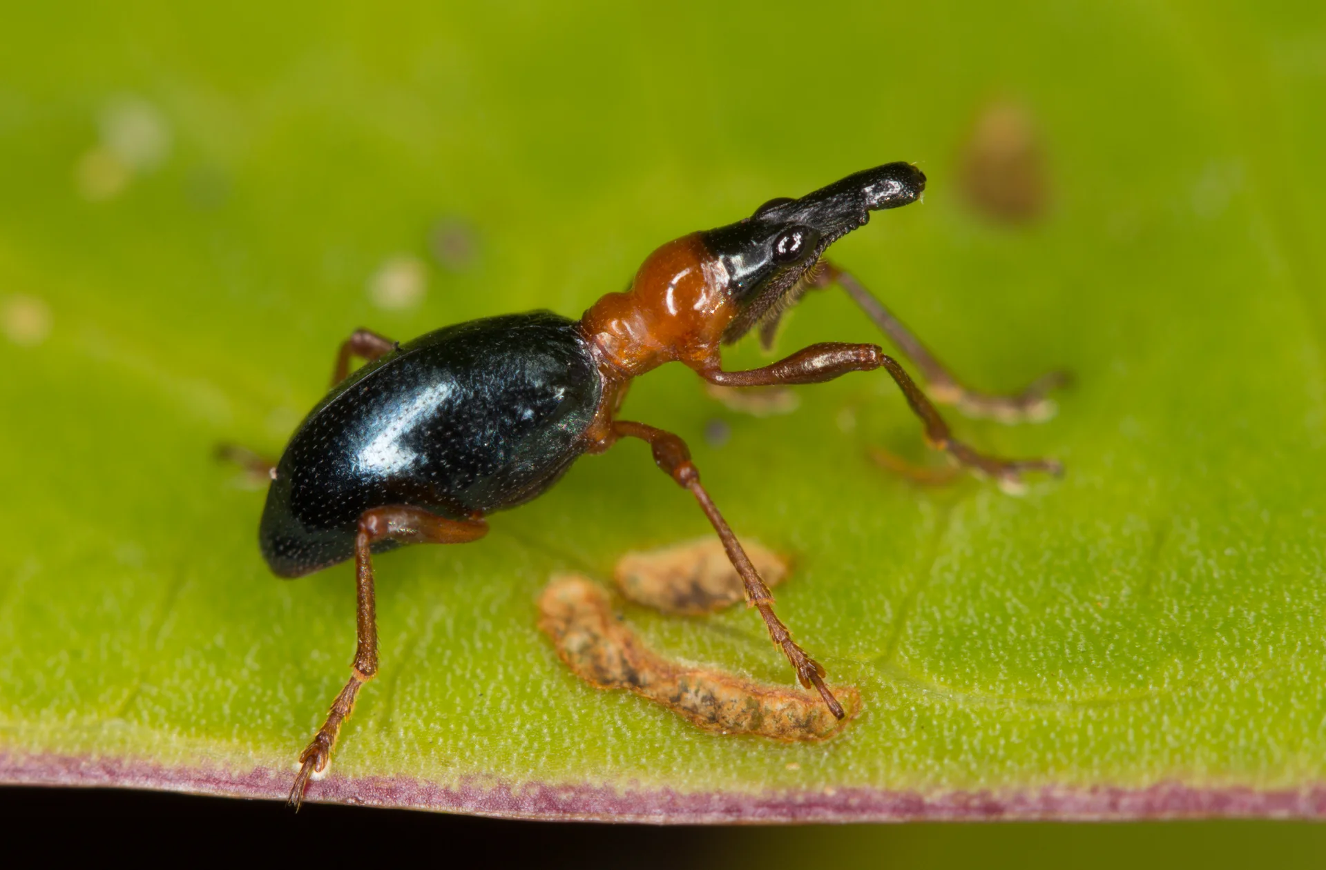 Adult sweetpotato weevil on a leaf: a small, slender, ant-like weevil with reddish-orange thorax and legs, shiny blue-black body, and a long down-curved snout