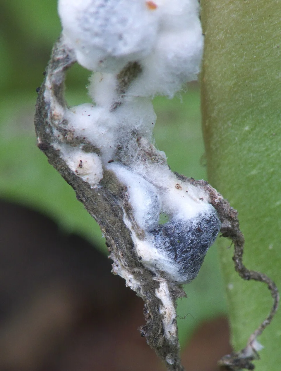 Close-up of white cottony mould with a hard black sclerotium lump forming inside an infected stem
