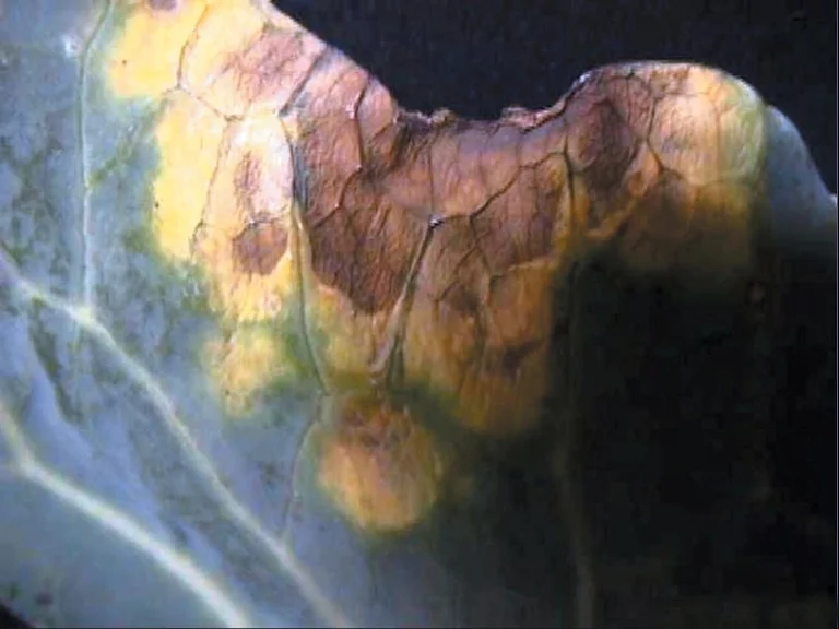 Close-up of a black rot lesion on a cabbage leaf: a yellow-to-brown patch with a net of dark, blackened veins running through it.