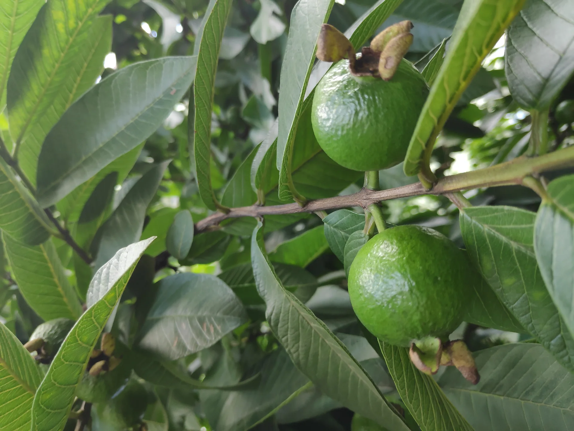 Round green guava fruits ripening on the branch among the leaves