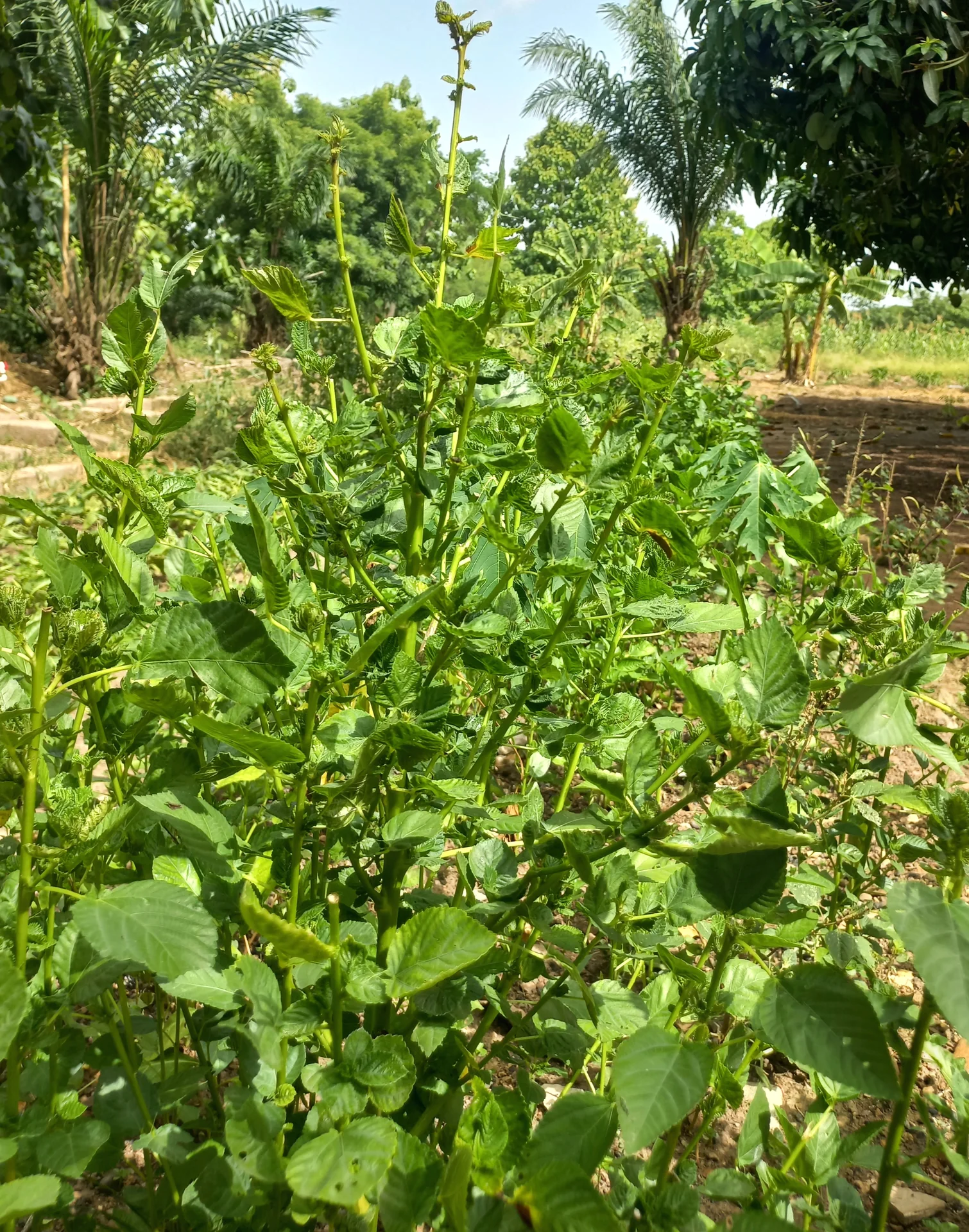 Jute mallow (jew's mallow) plant growing on a farm, tall leafy green stems with serrated leaves