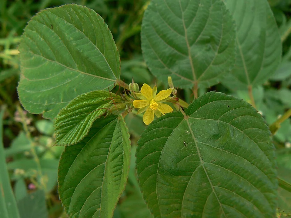 Jute mallow