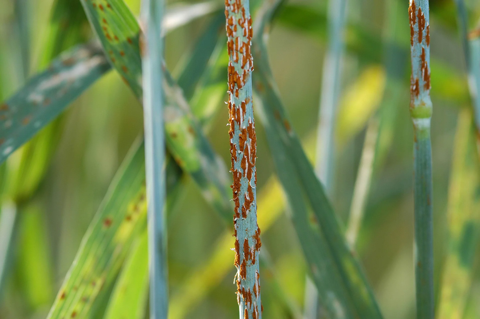 Rust-coloured pustules erupting in streaks along a green wheat stem in the field