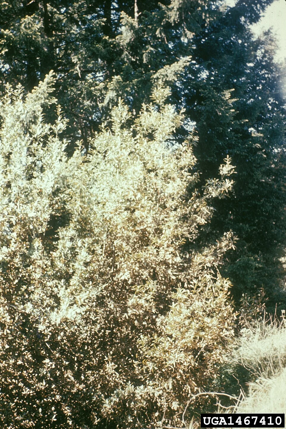 Yam anthracnose