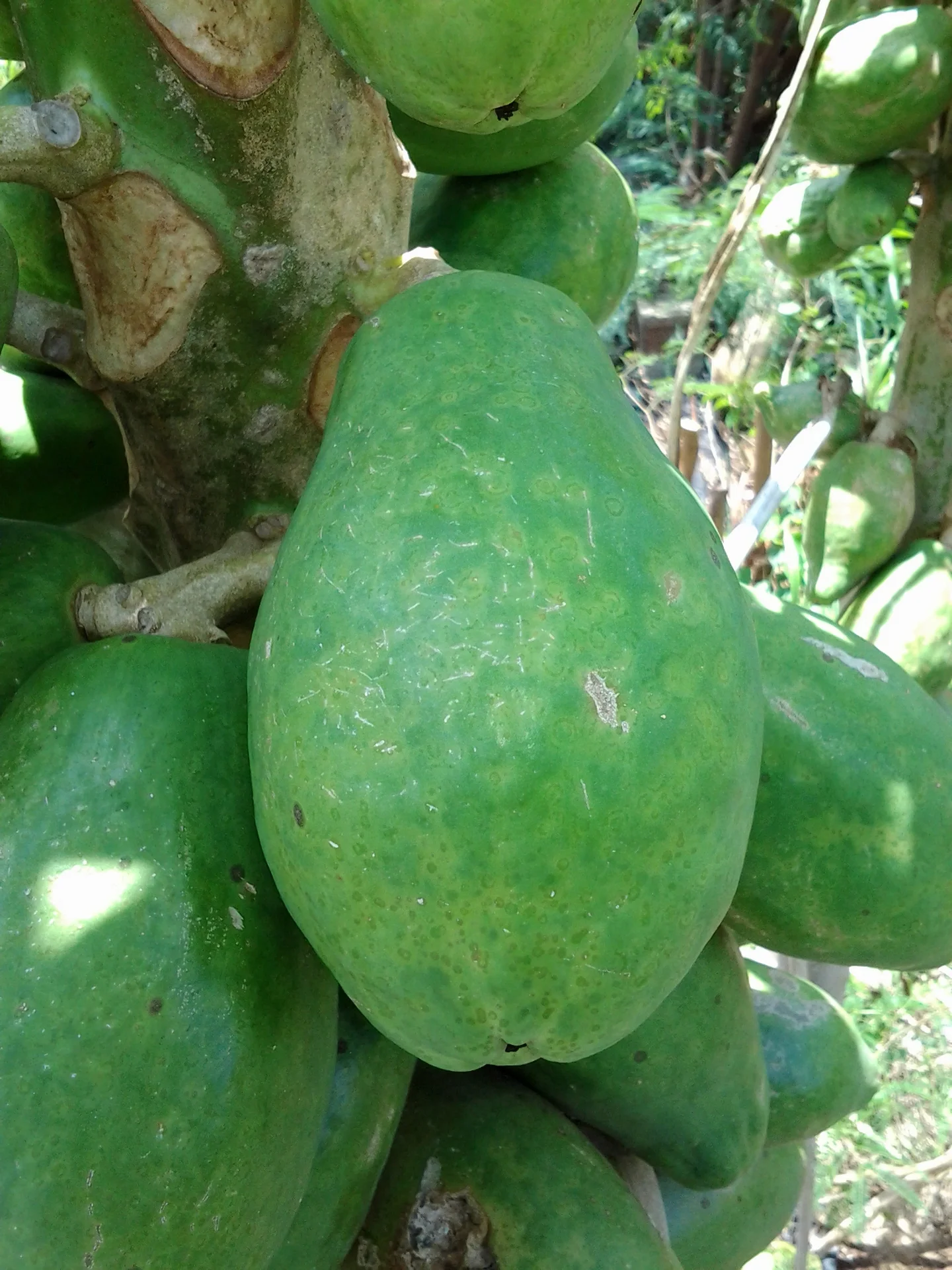 Ring-shaped spots covering a green papaya fruit still on the tree, caused by papaya ringspot virus
