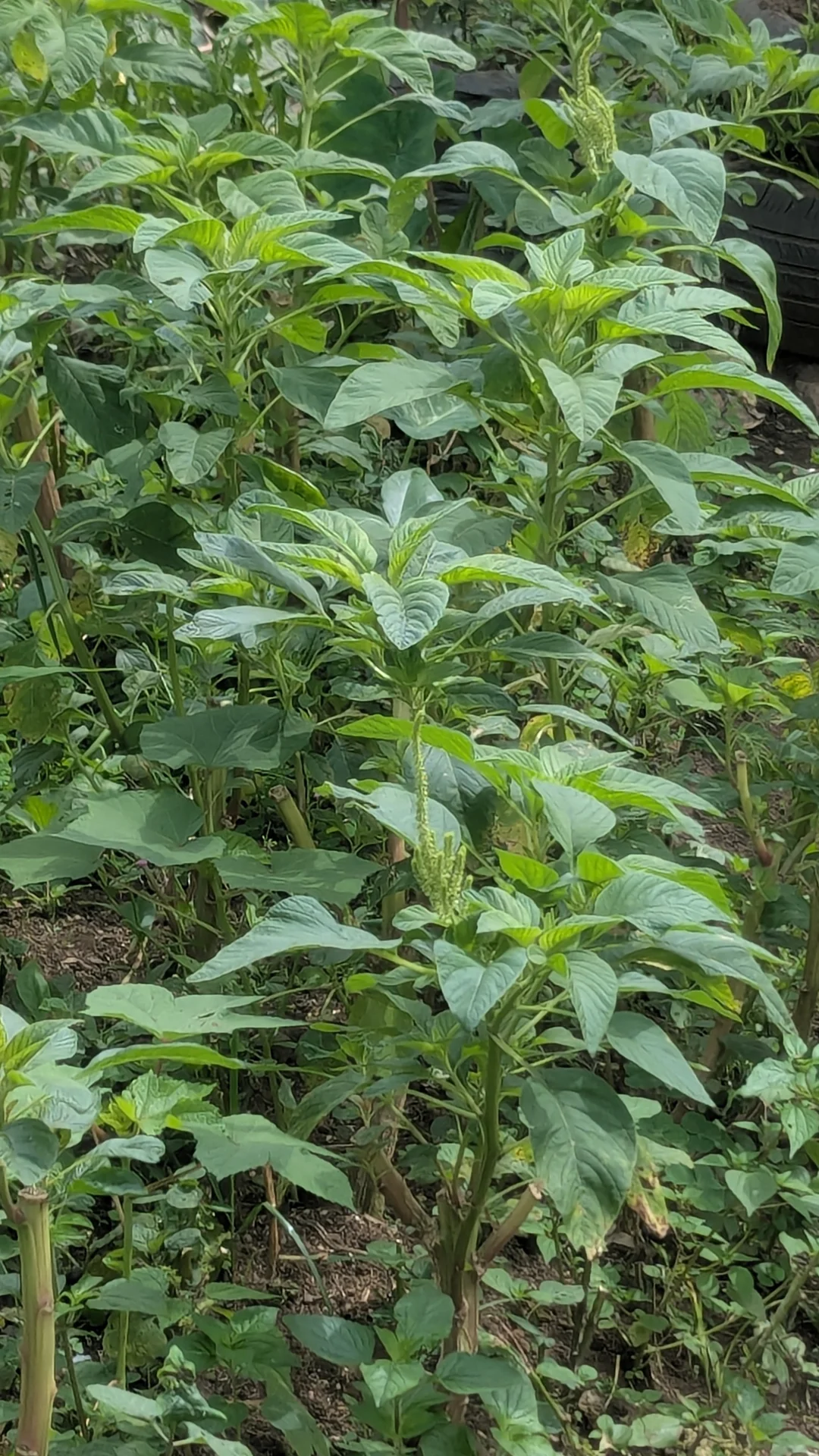 Green leafy amaranth (African spinach) growing in a vegetable plot, with young green seed spikes