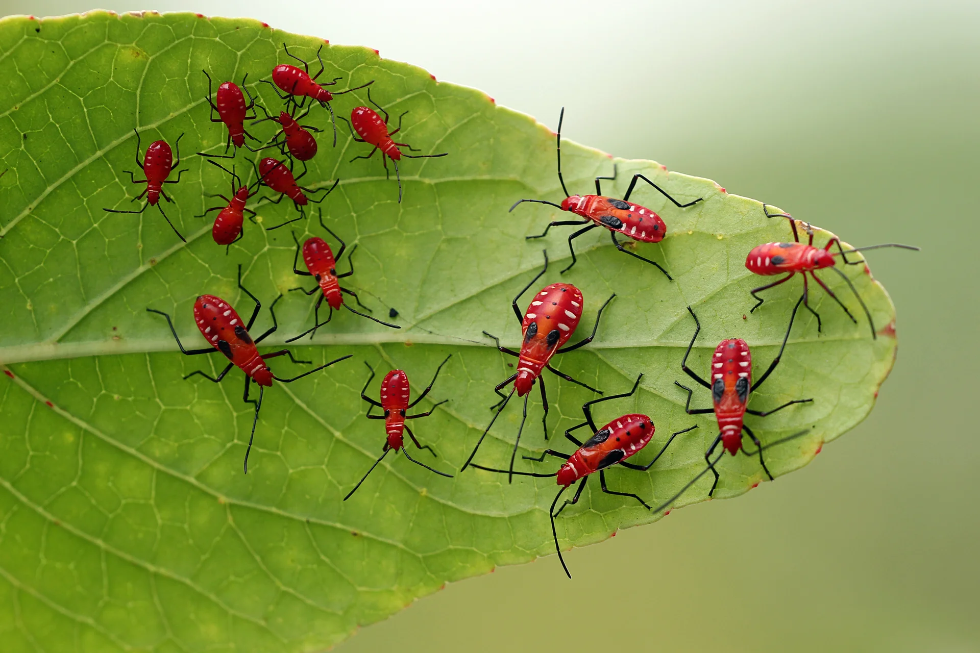 A tight cluster of bright red wingless cotton stainer nymphs (Dysdercus) grouped on a leaf