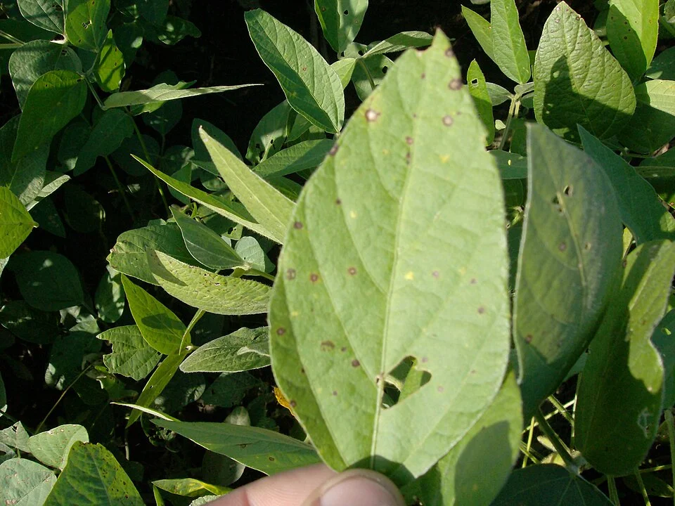 Frogeye leaf spot