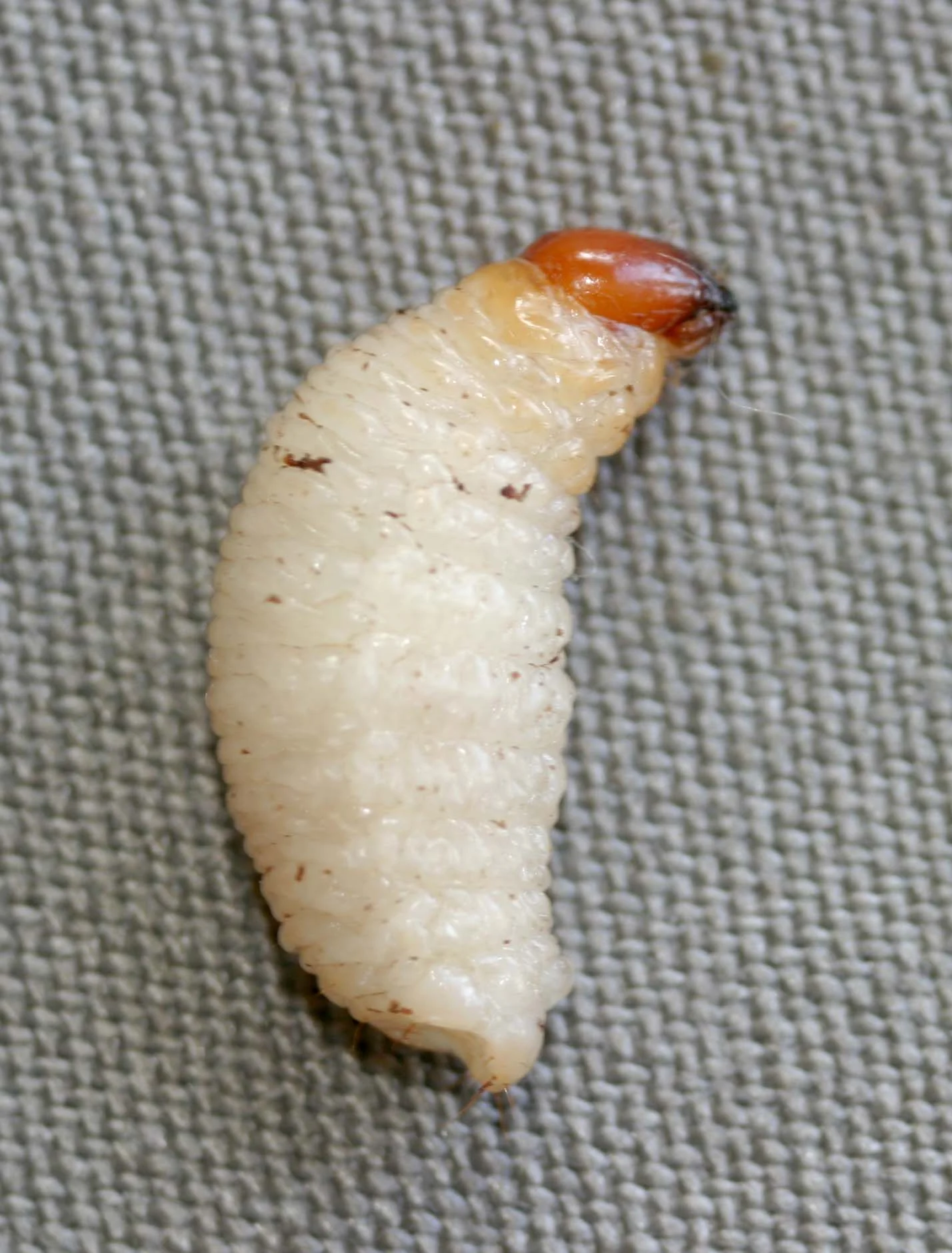 Fat, legless, creamy-white banana weevil grub curled in a C-shape with a hard reddish-brown head