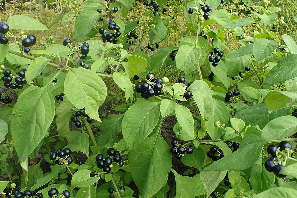 African nightshade