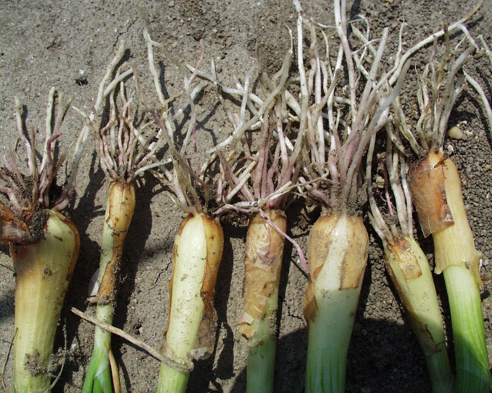 Onion plants lifted from the soil showing Fusarium basal rot: rotted, browning bulb bases and easily-detached, decayed roots