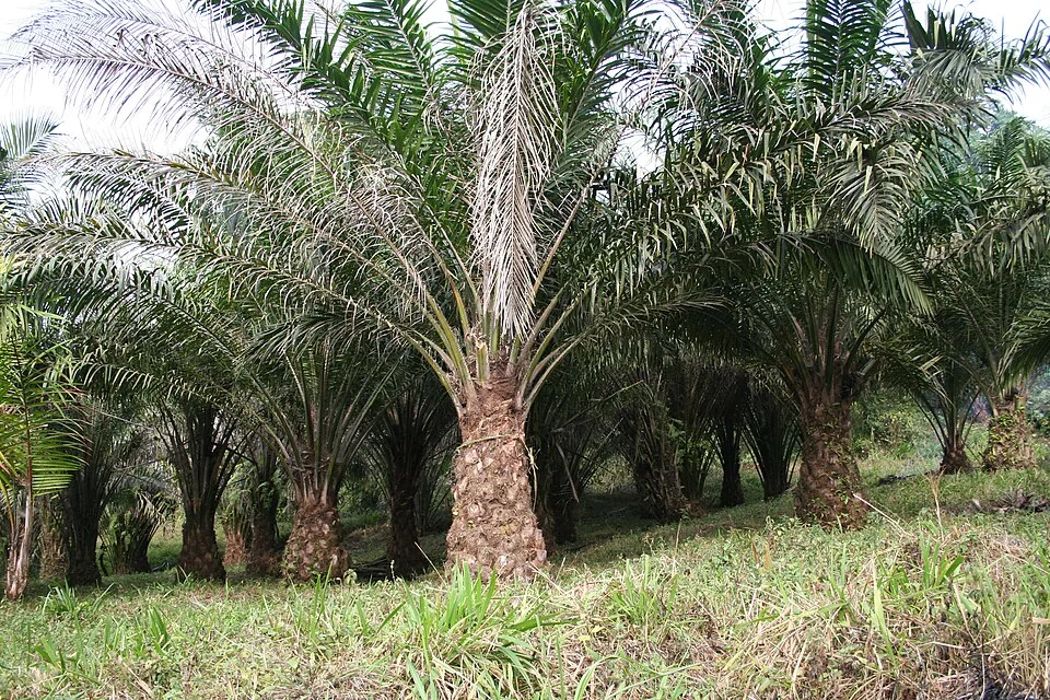 Oil palm