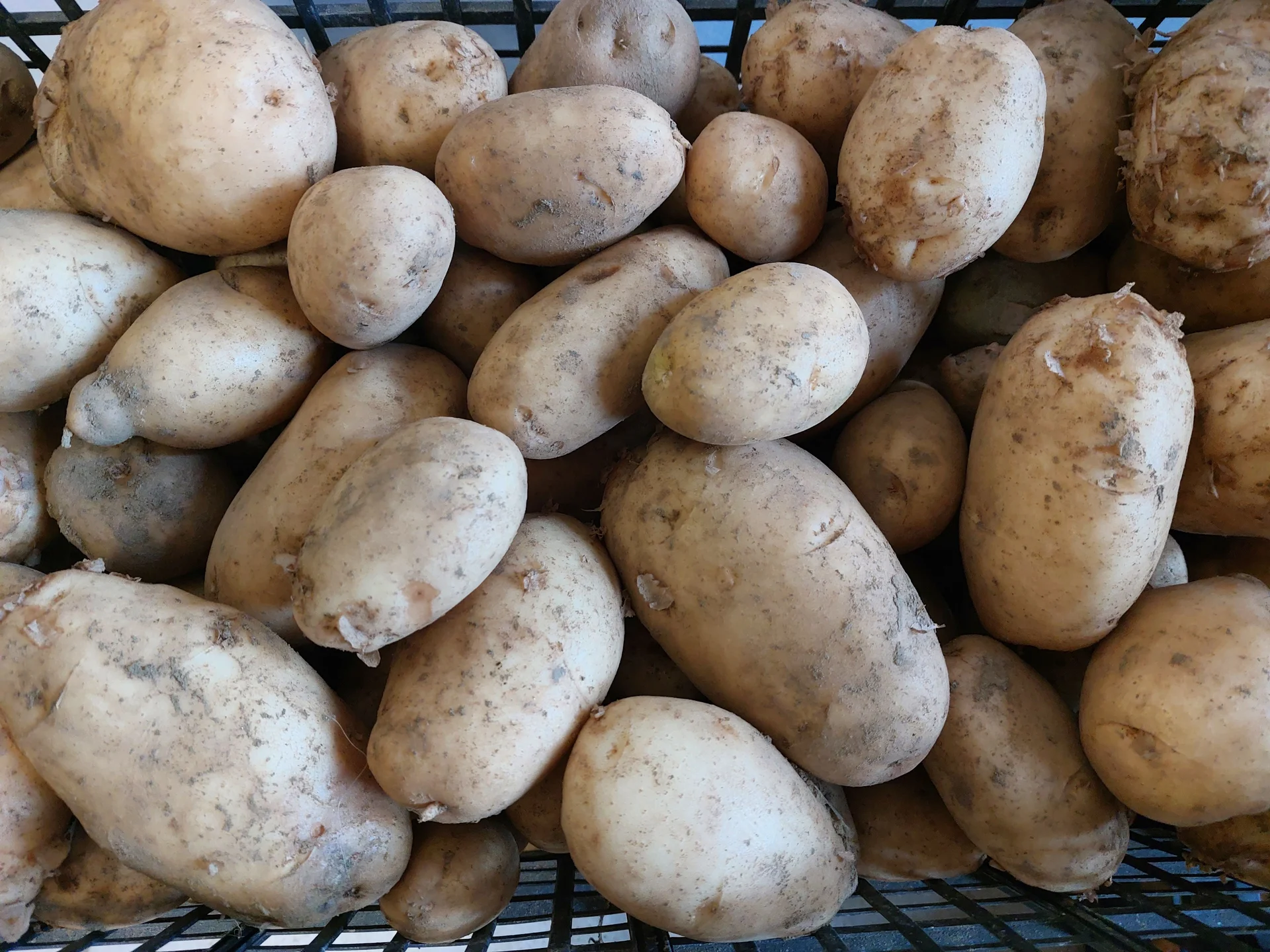 A crate of freshly harvested tan-skinned Irish potato tubers
