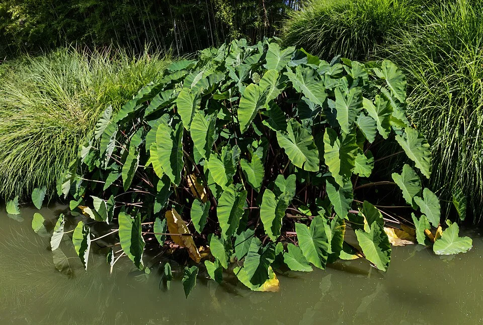Cocoyam / Taro