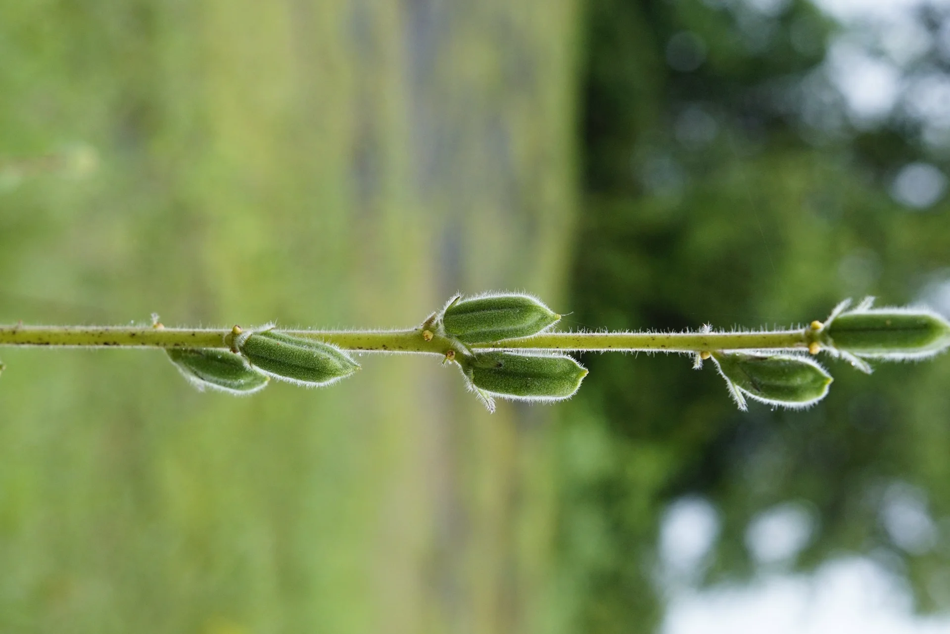 Close-up of a sesame stem lined with normal, slim, long-pointed young green capsules — the healthy shape to compare against swollen, hard galls