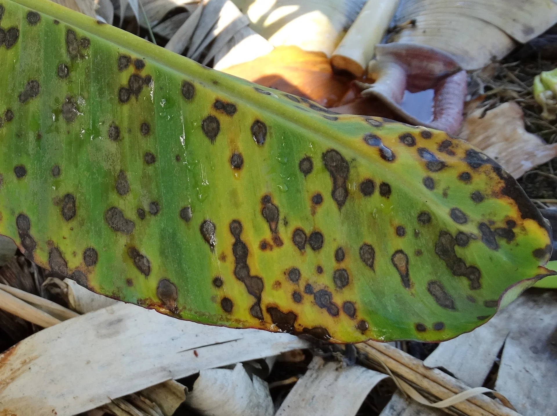 Banana leaf with Black Sigatoka spots: dark brown-black spots with pale grey centres and yellow halos on the leaf blade