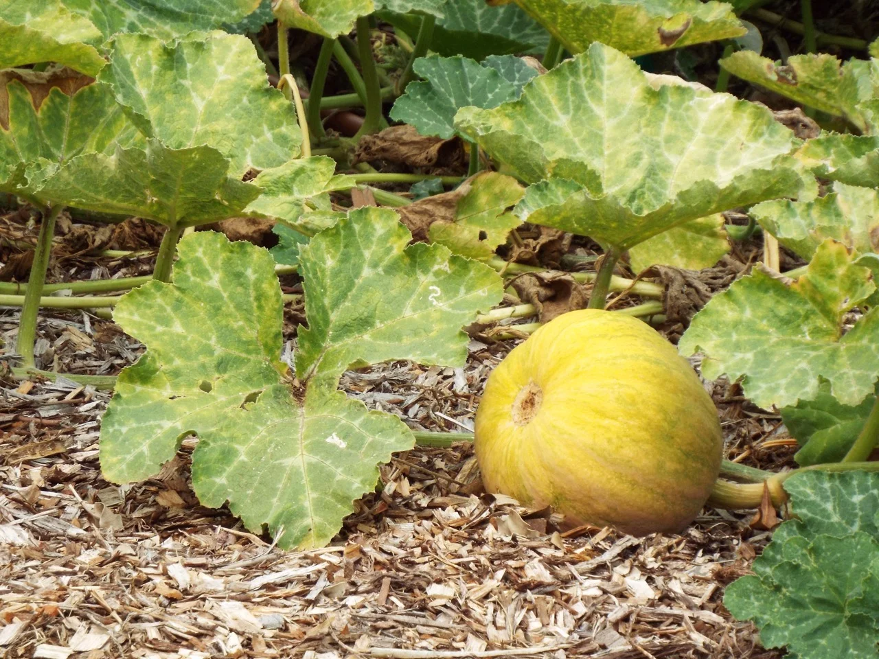 A pumpkin (Cucurbita moschata) plant growing in the field, with large mottled lobed leaves, running vines and a developing fruit on the ground