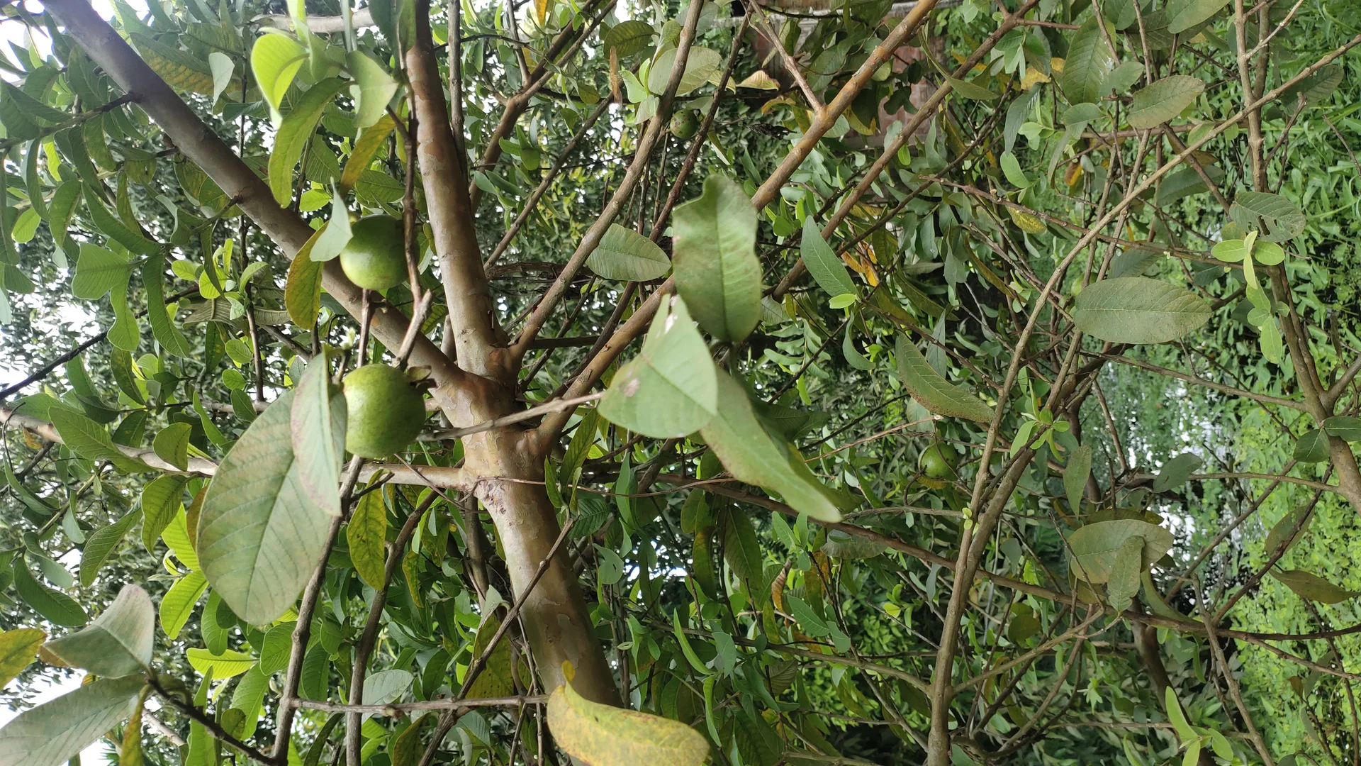 A guava tree carrying green fruit among its branches