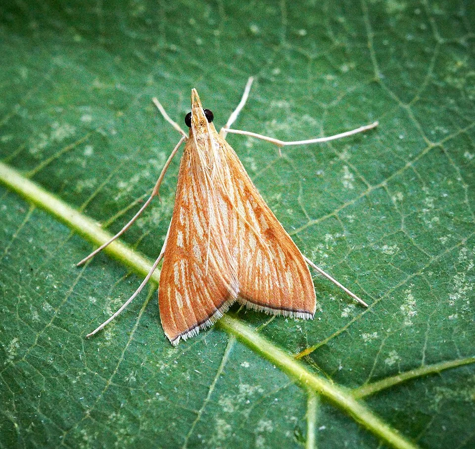 Sesame capsule borer
