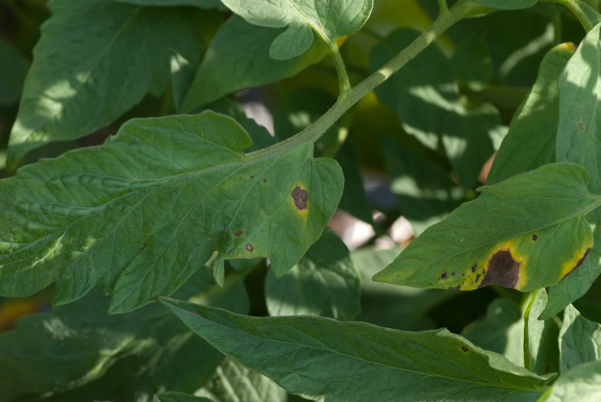 Dark brown target-spot lesions with yellow halos on tomato leaves (Alternaria early blight) in the field