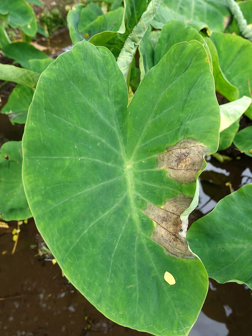 Taro leaf blight