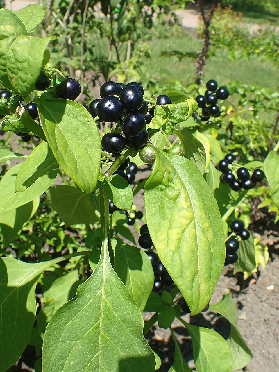 African nightshade
