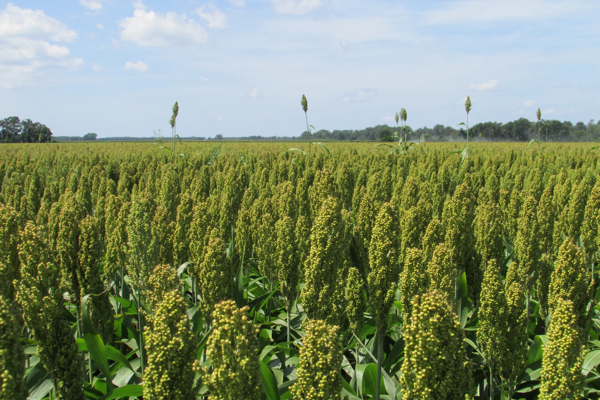 A field of grain sorghum in head, showing many maturing panicles — head smudge dirties and downgrades the grain across such a stand after warm, wet weather at flowering.