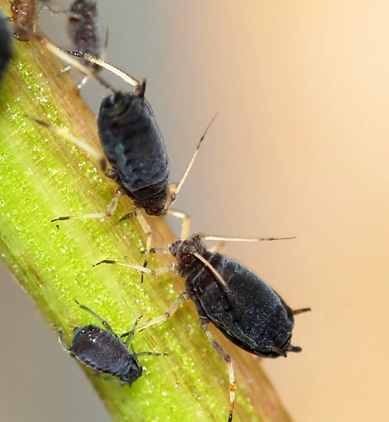 Cluster of soft, pear-shaped black aphids feeding on a green plant stem