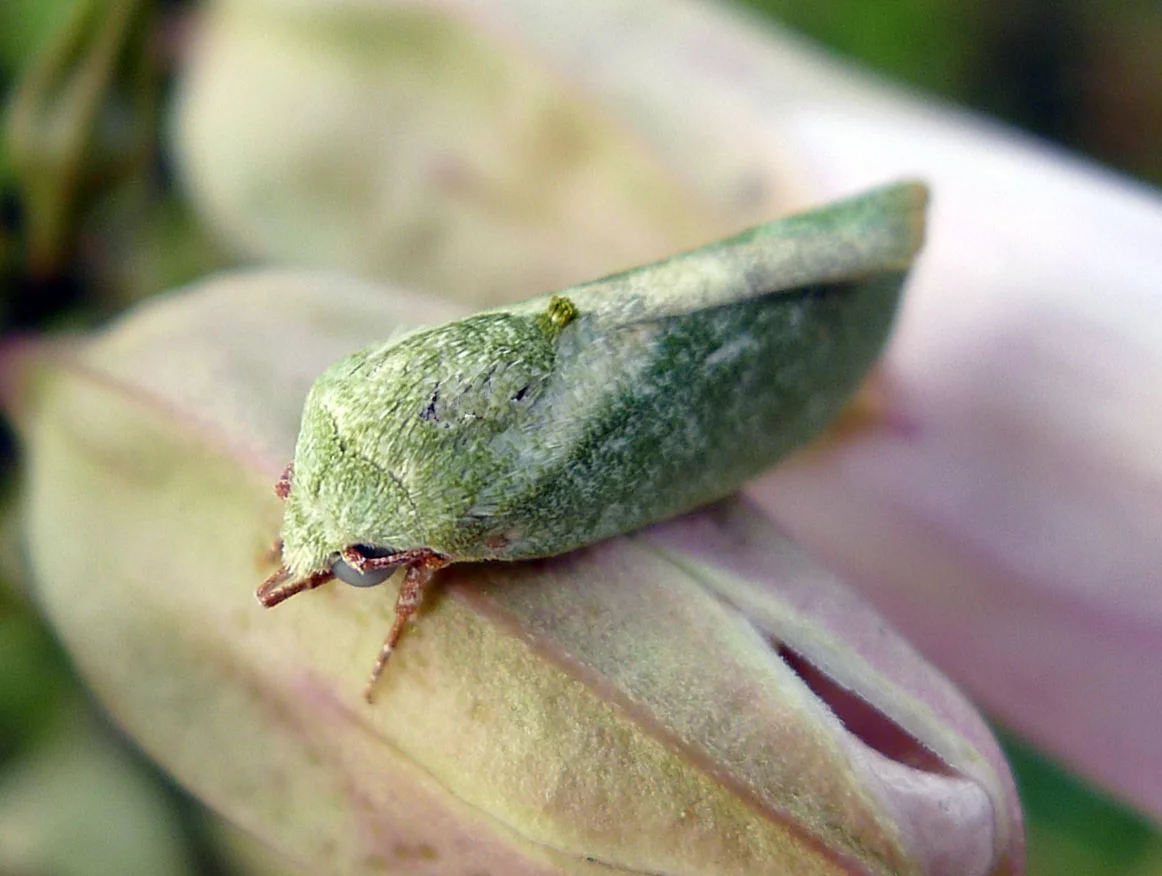 Small pale-green spiny bollworm moth (Earias insulana) resting on a plant bud, showing the plain soft-green forewings that identify the adult