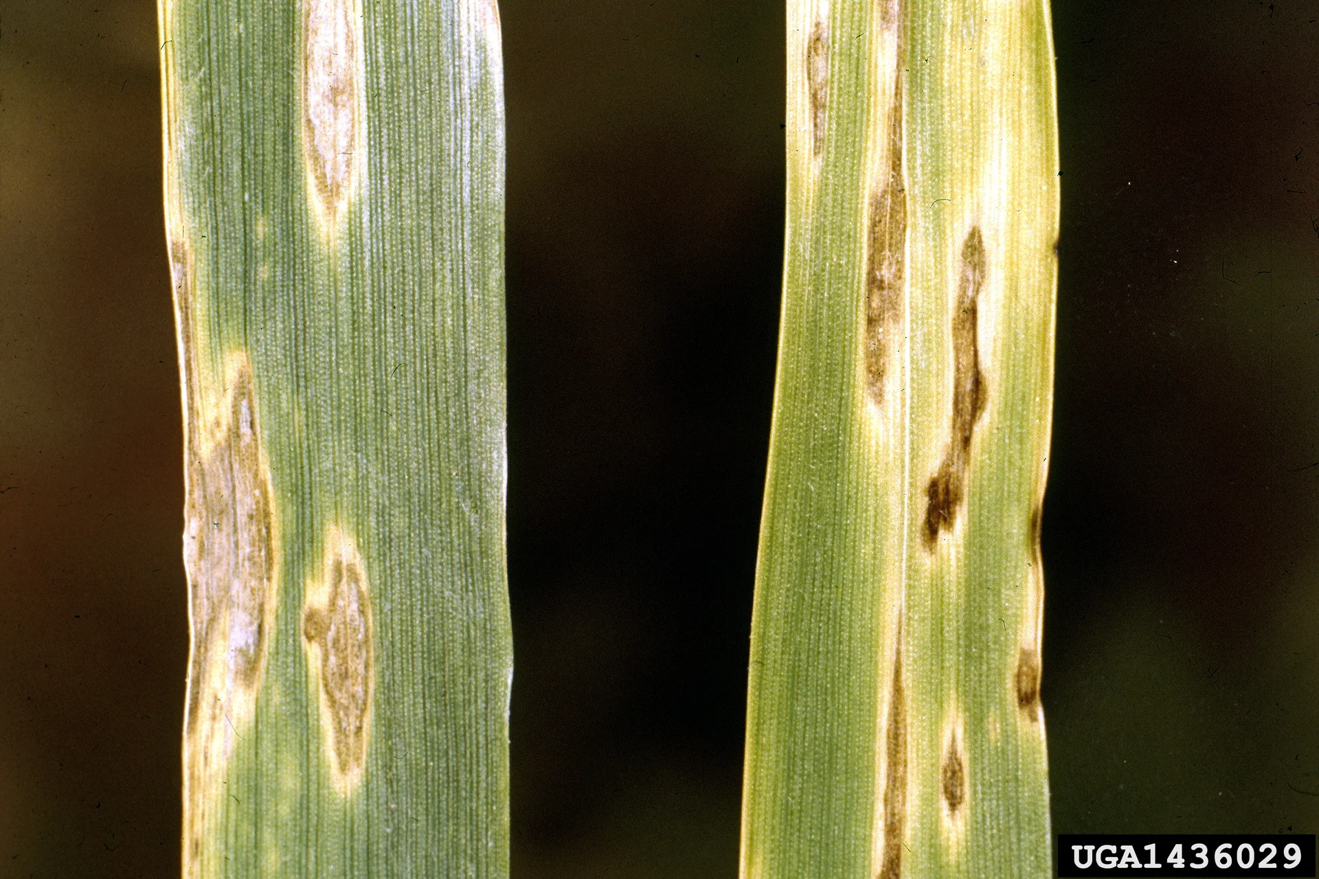 Irregular light-brown to grey blotches with yellow edges on wheat leaves (Septoria leaf blotch)