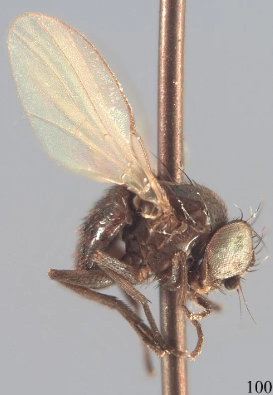 Bean fly