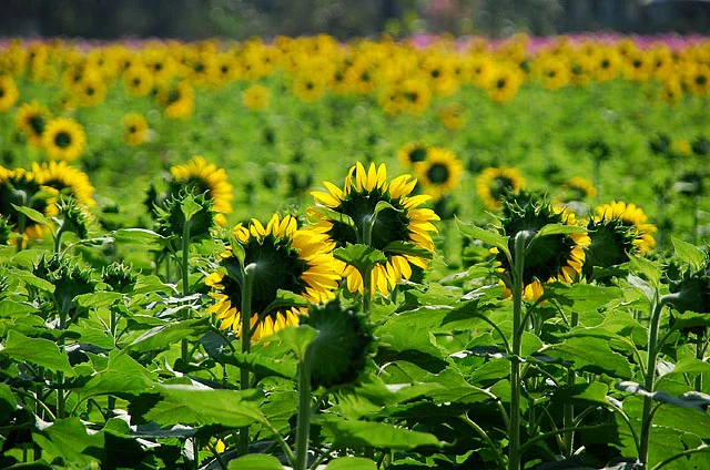A field of sunflower plants with yellow flower heads and green leaves