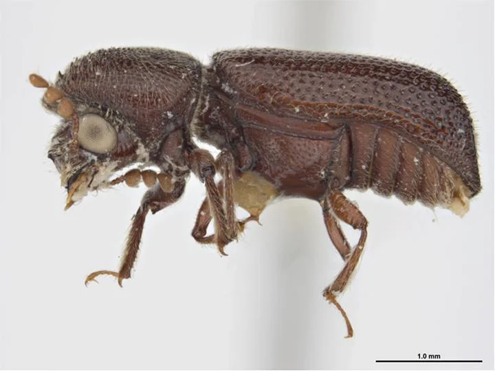 Larger grain borer