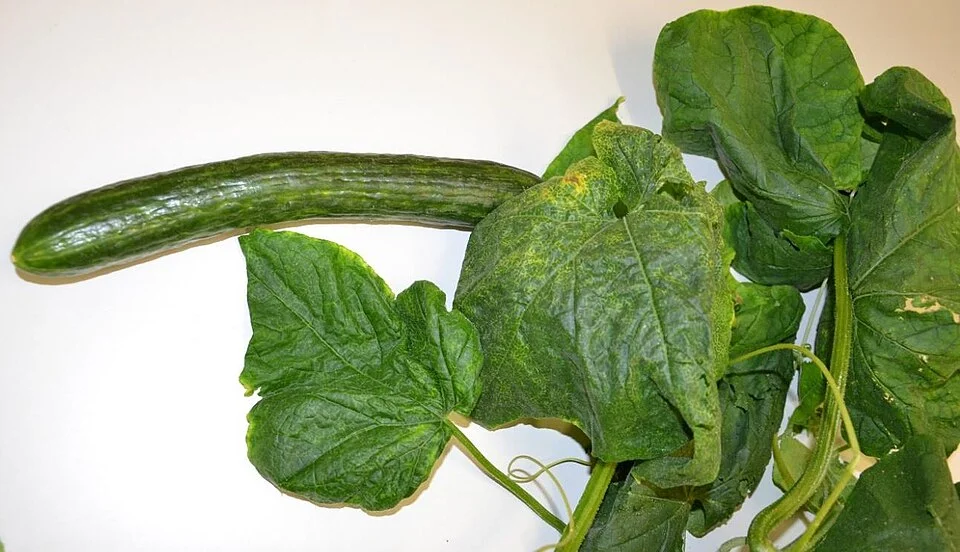 Cucumber plant with light-and-dark green mosaic mottling and puckered, blistered leaves from watermelon mosaic virus