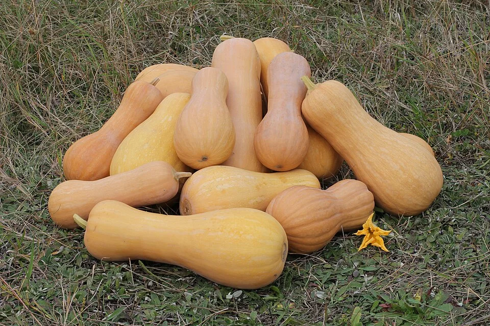 Pumpkin / butternut (winter squash)