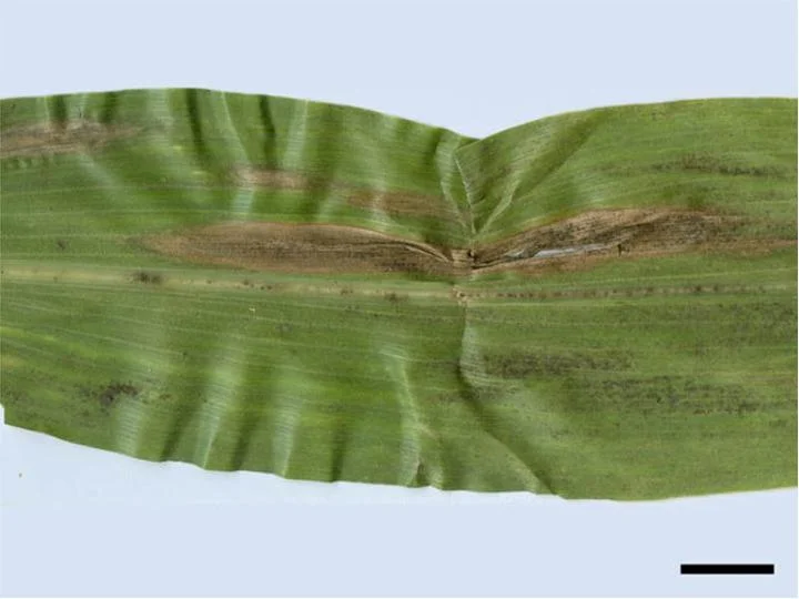 Close-up of a maize leaf showing an elongated tan cigar-shaped turcicum leaf blight lesion