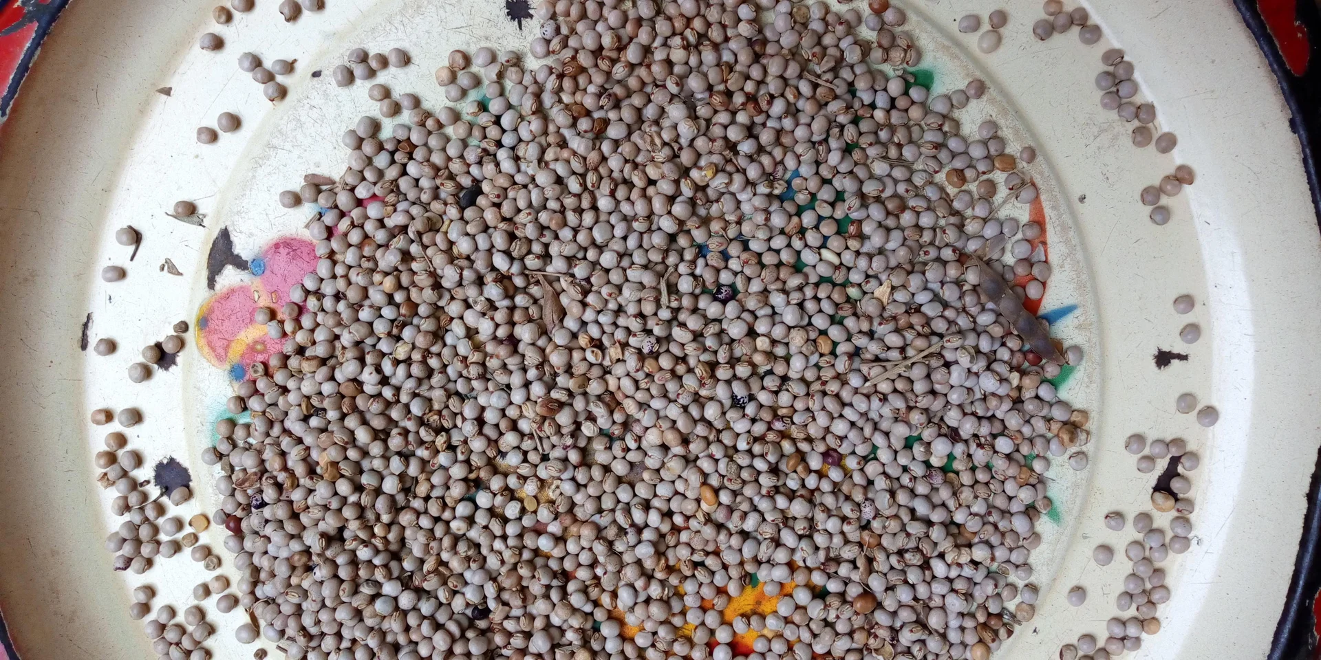 Dried pigeon pea grain (cream-brown peas) in a dish