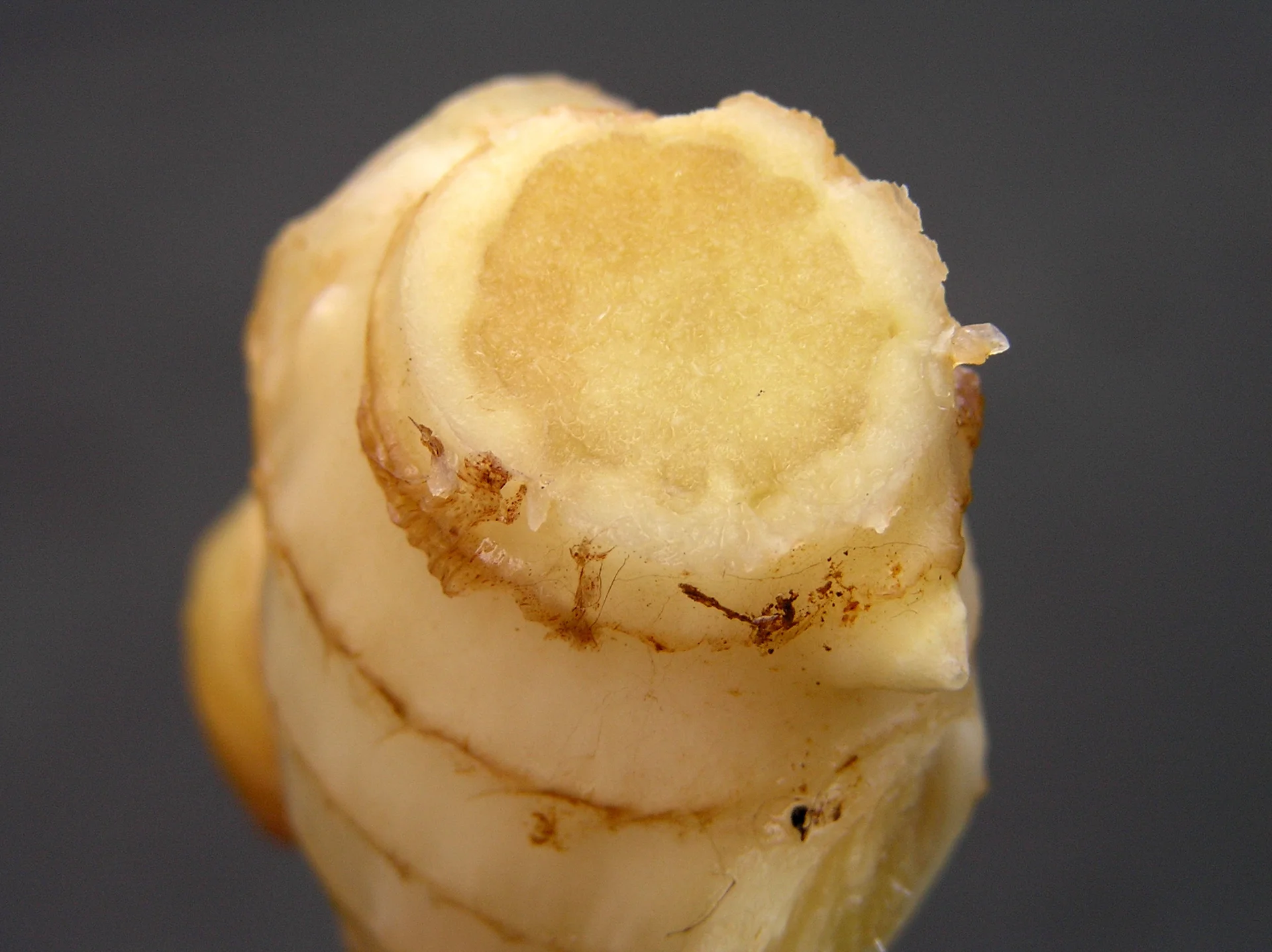 Cut ginger rhizome showing brown watery discoloration and rot spreading in from the collar