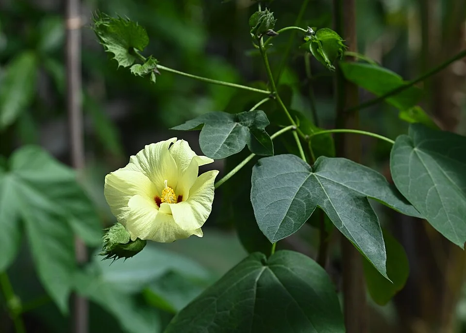 Cotton