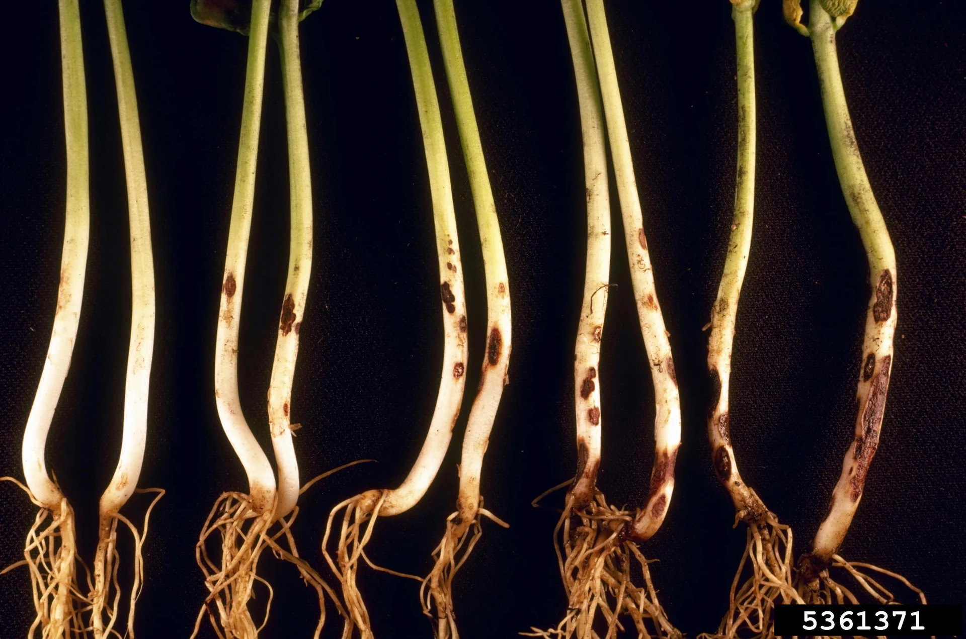 Root rot