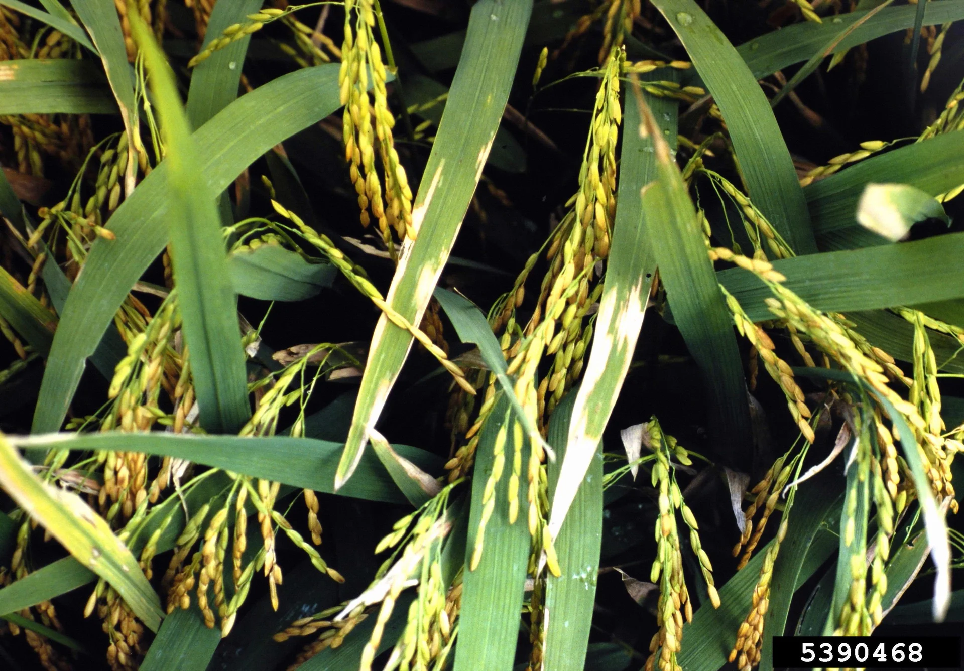 Bacterial blight of rice in the field: pale straw-coloured lesions running down the edges of the rice leaves from the tips