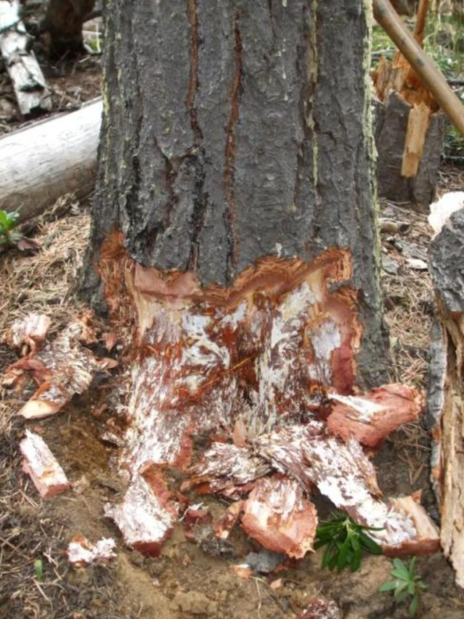 Bark peeled back at the base of a live tree, showing the creamy-white leathery fan of Armillaria fungus under the bark at the root collar