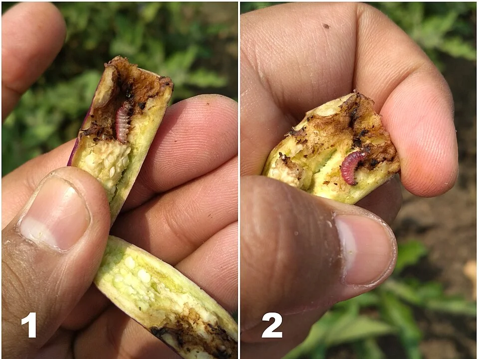 Eggplant fruit and shoot borer