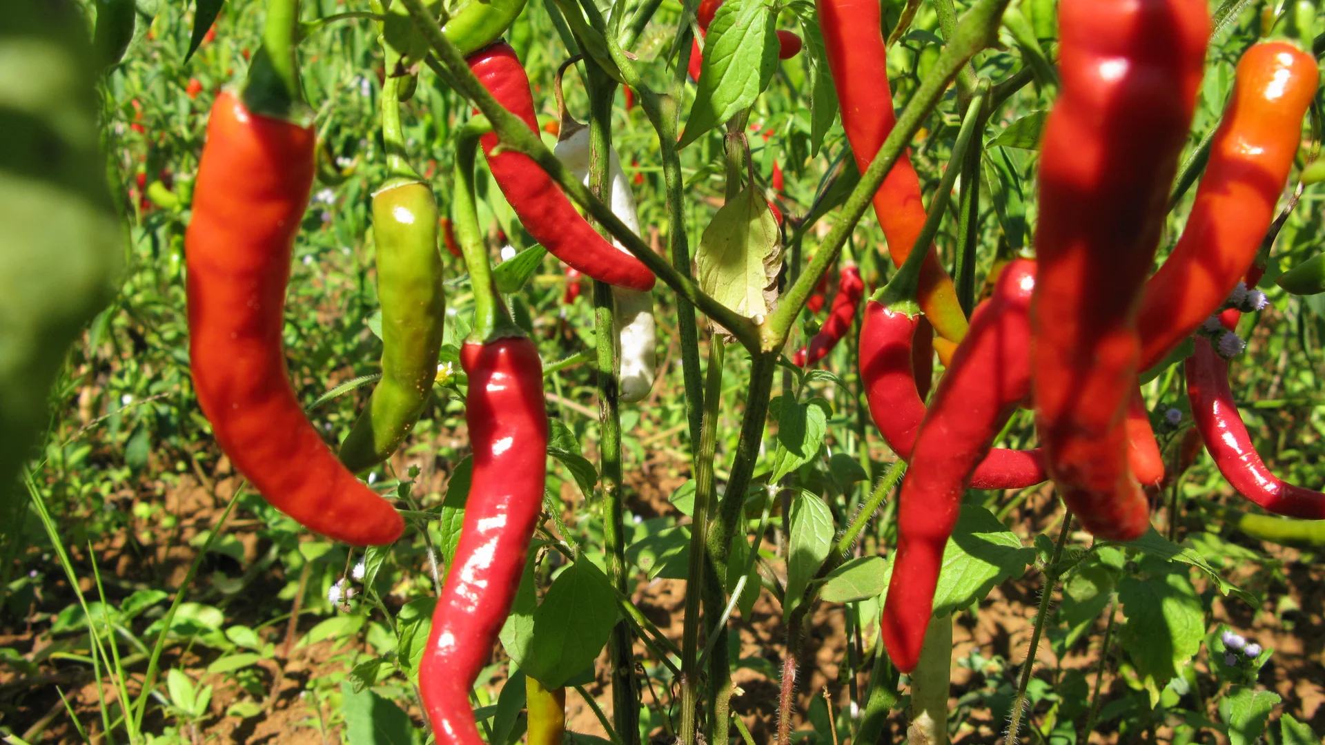Hot pepper plant in the field, laden with slender red and orange ripening chilli pods