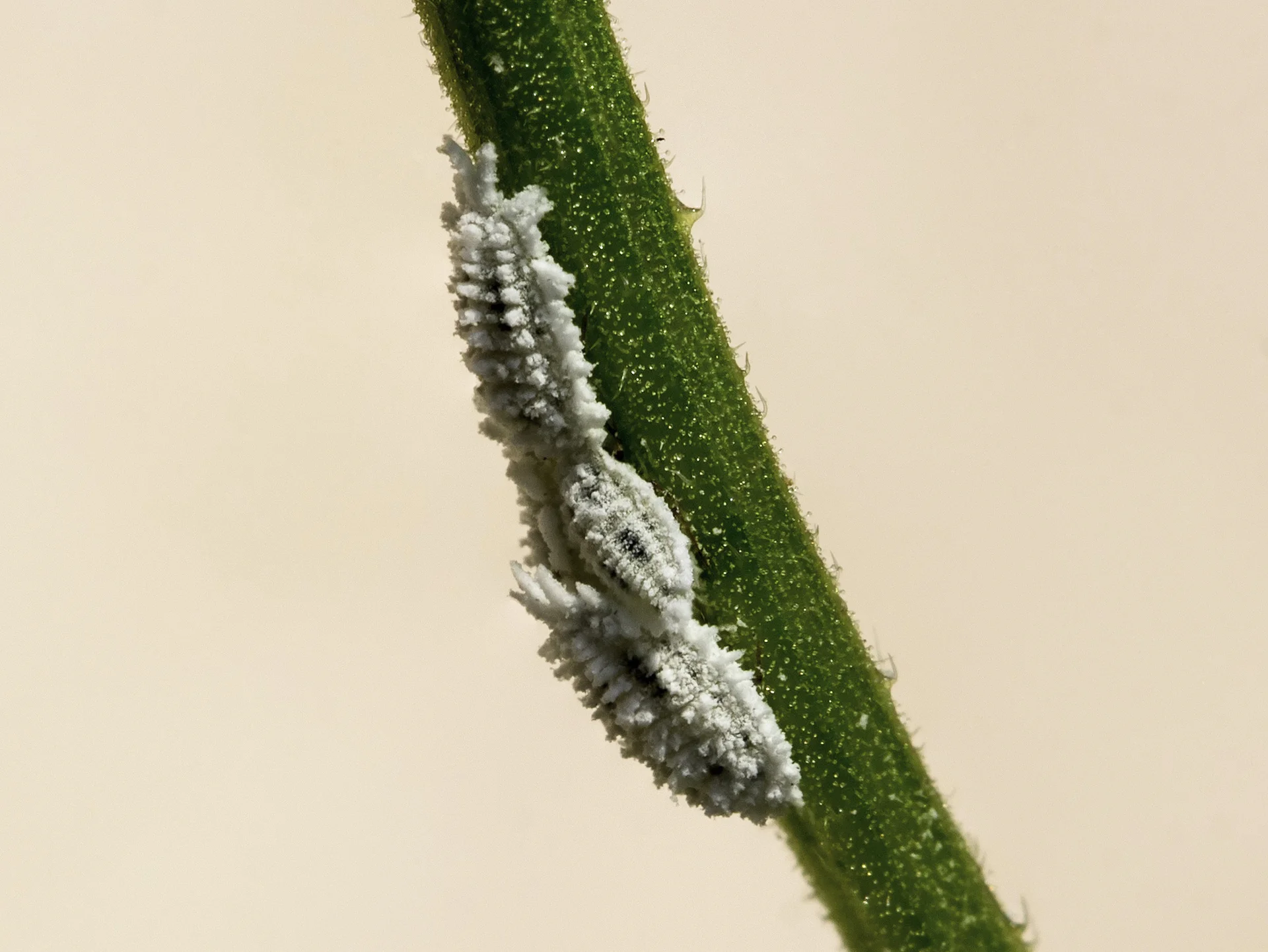 White, segmented, waxy mealybugs clustered together on a green plant stem