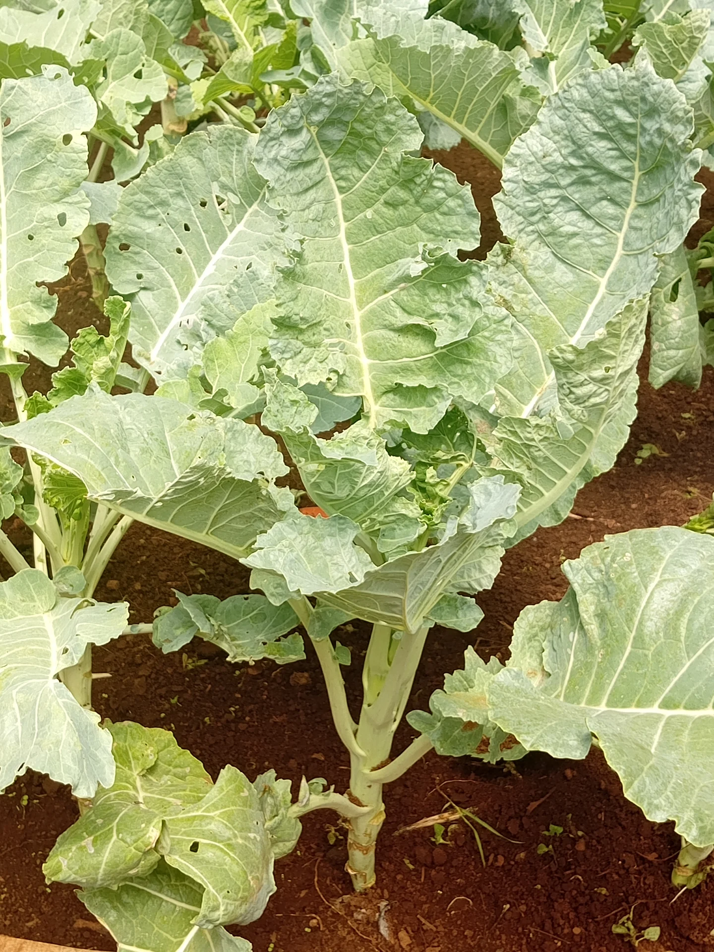A covo / kale (sukuma wiki) plant in red soil, with a bare lower stem and a crown of broad blue-green leaves picked from the bottom up
