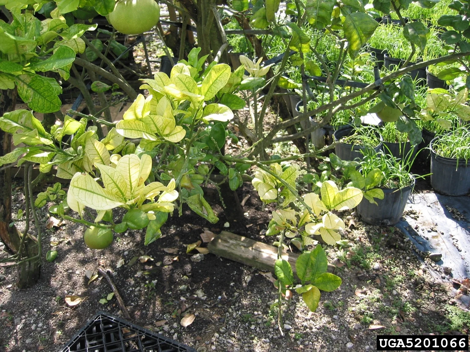 Citrus tree with blotchy yellow greening (HLB) leaf mottle and small green fruit — the incurable disease the psyllid spreads