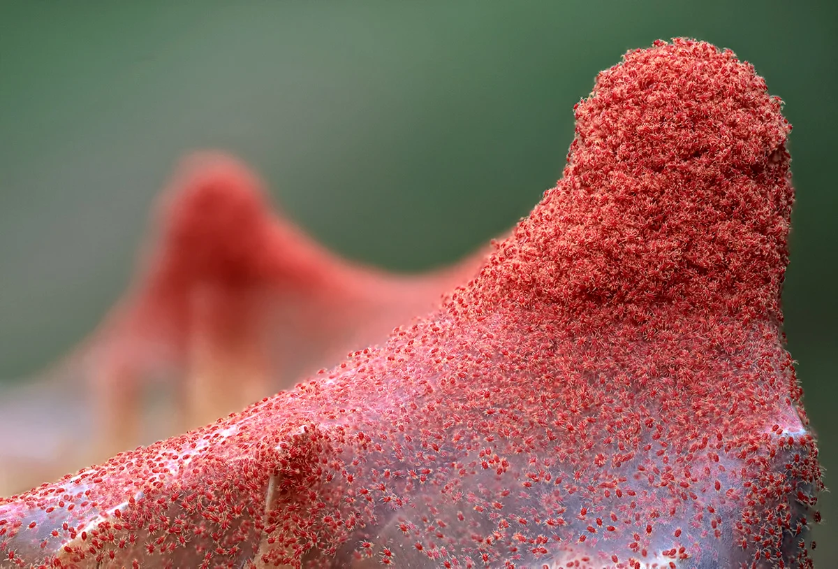 A heavy infestation of brick-red spider mites swarming over a leaf, the mites like moving specks of fine red sand
