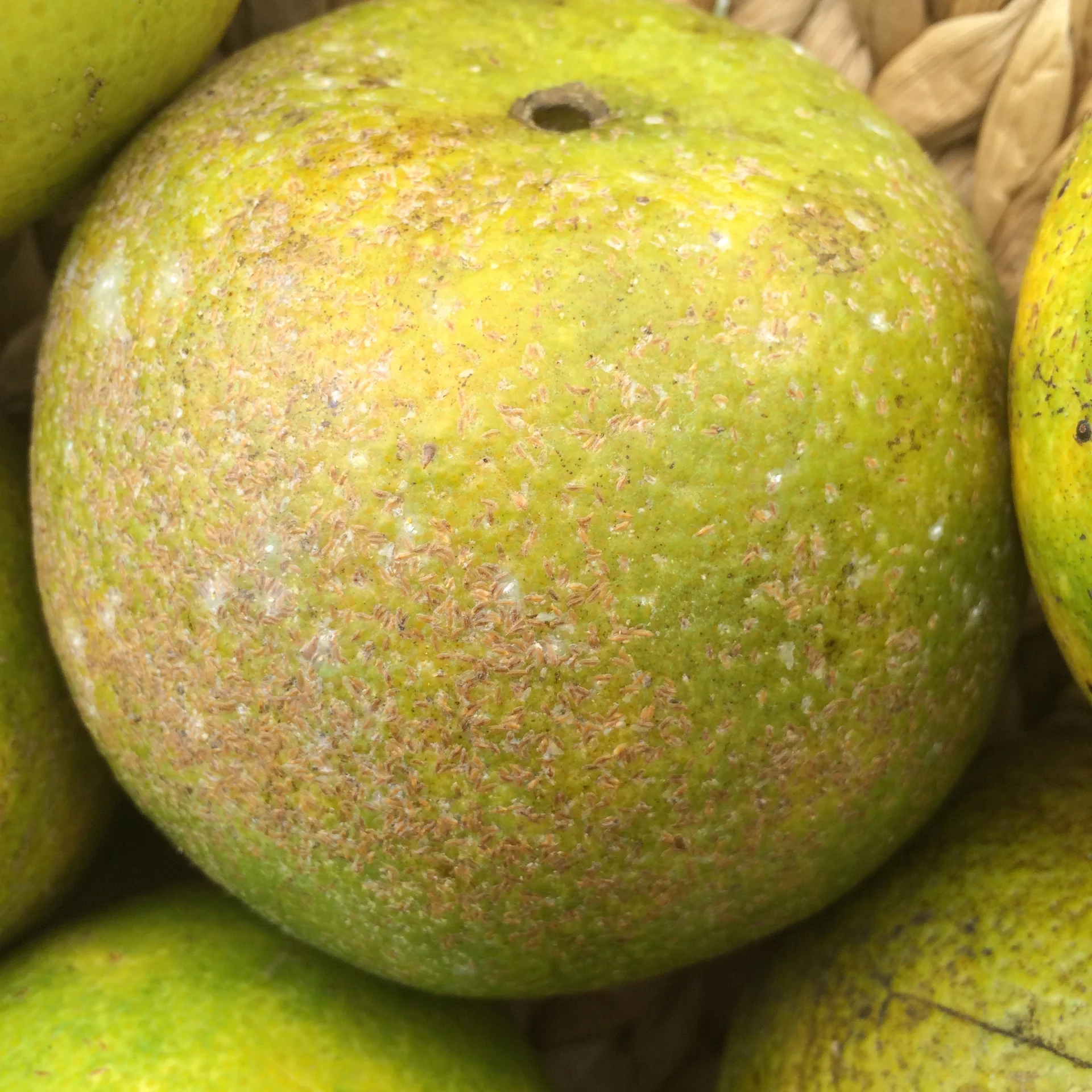 Brown comma-shaped armoured scale insects encrusting the skin of a citrus fruit, blemishing it